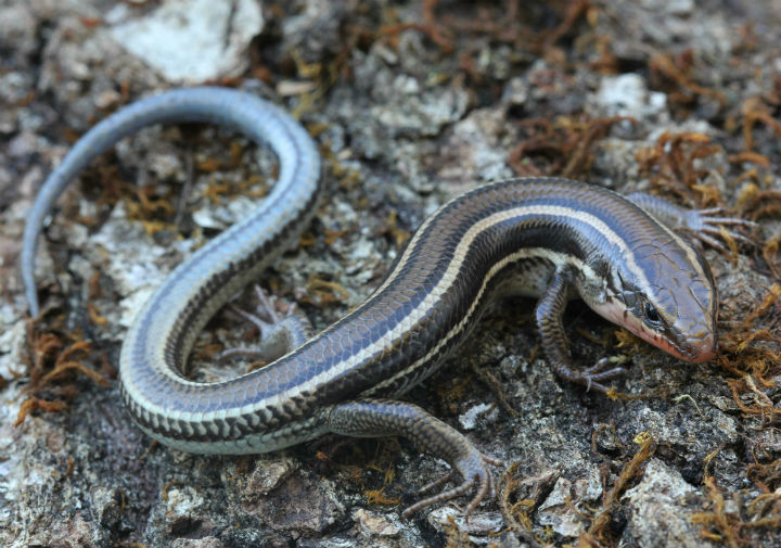 Western Skink